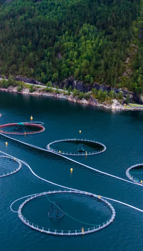 Farm salmon fishing in Norway aerial photography