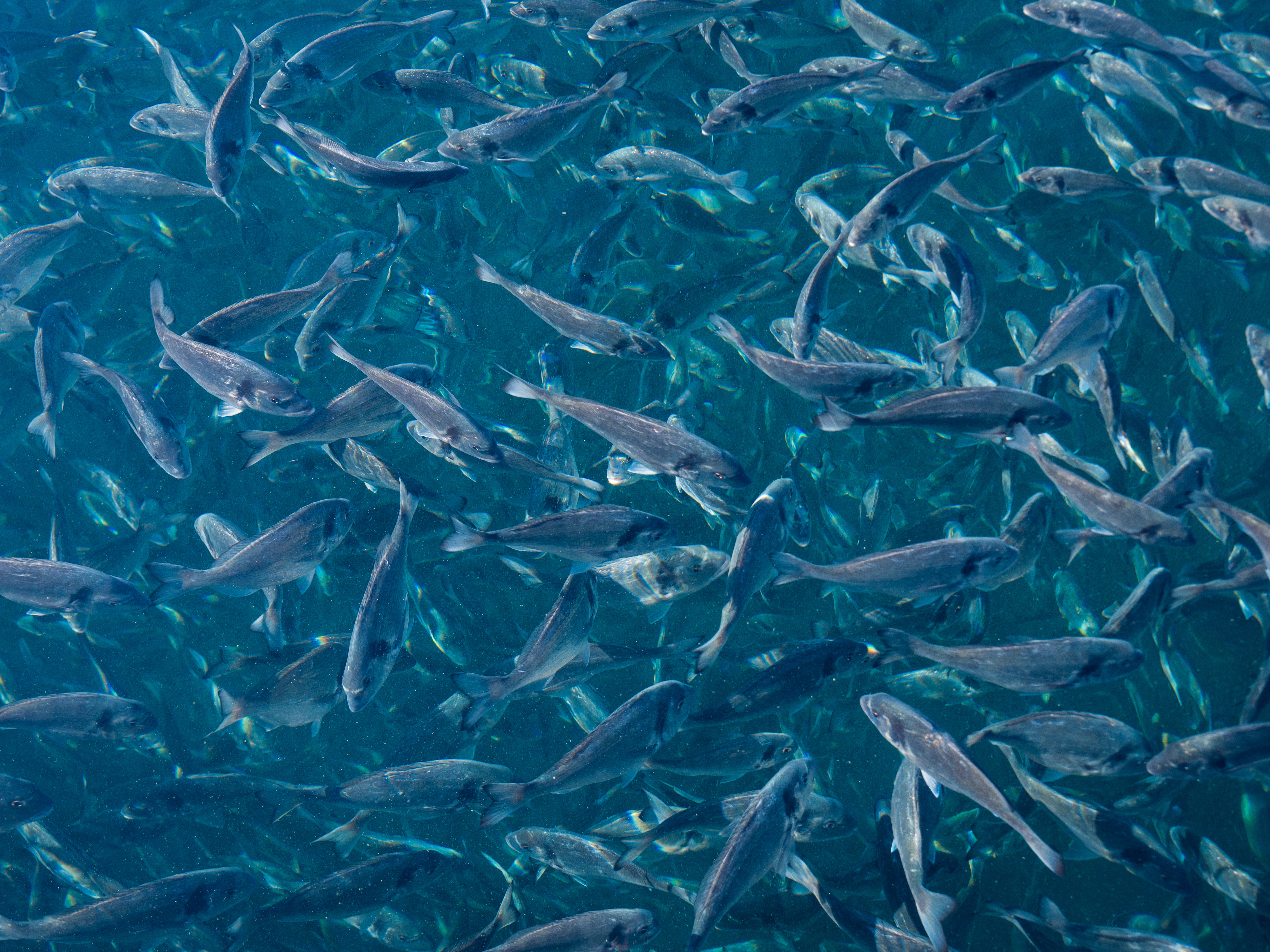 Underwater view of farmed fish school used for aquaculture performance evaluation