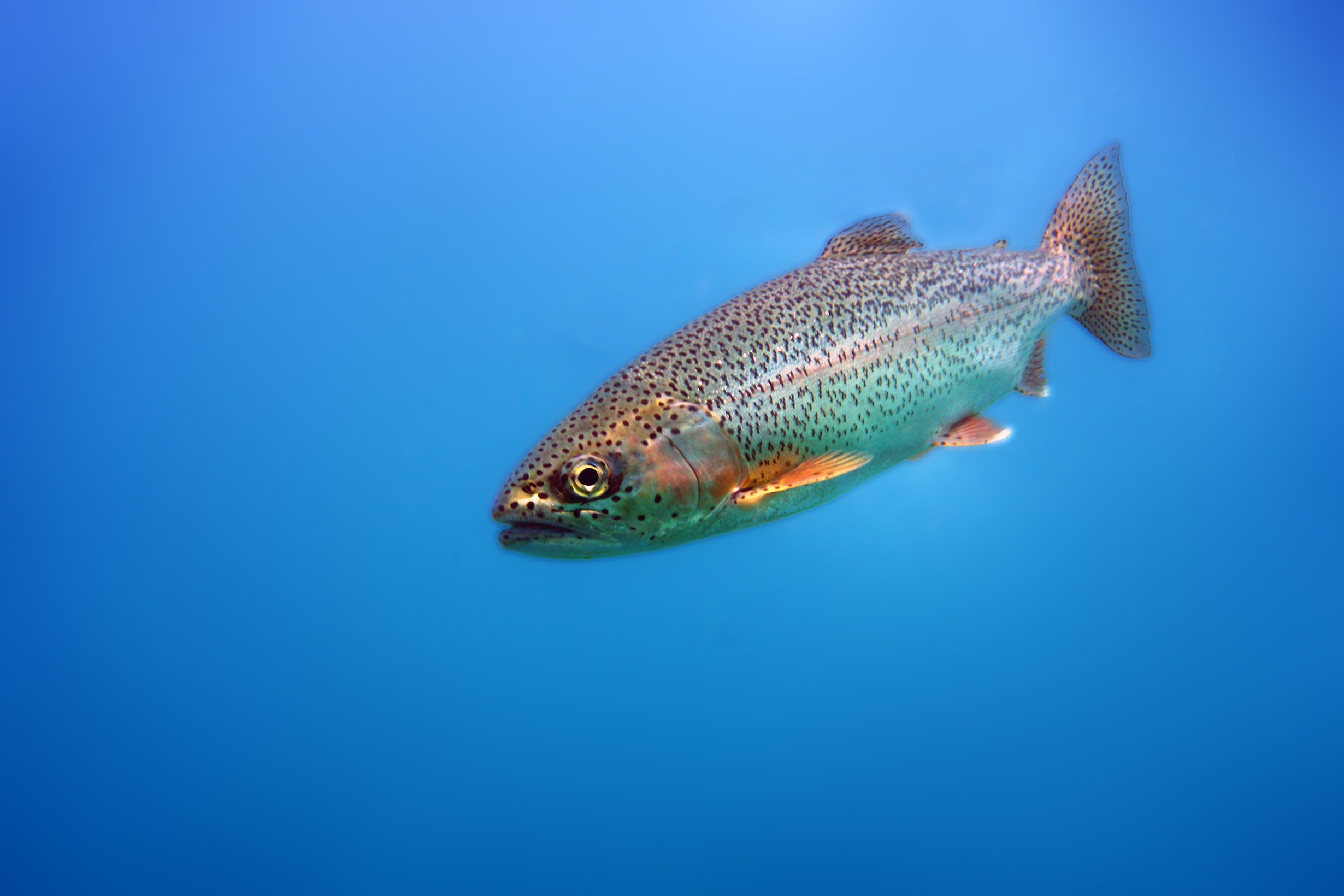Close-up of a trout swimming underwater, illustrating environmental data collection and ecosystem monitoring