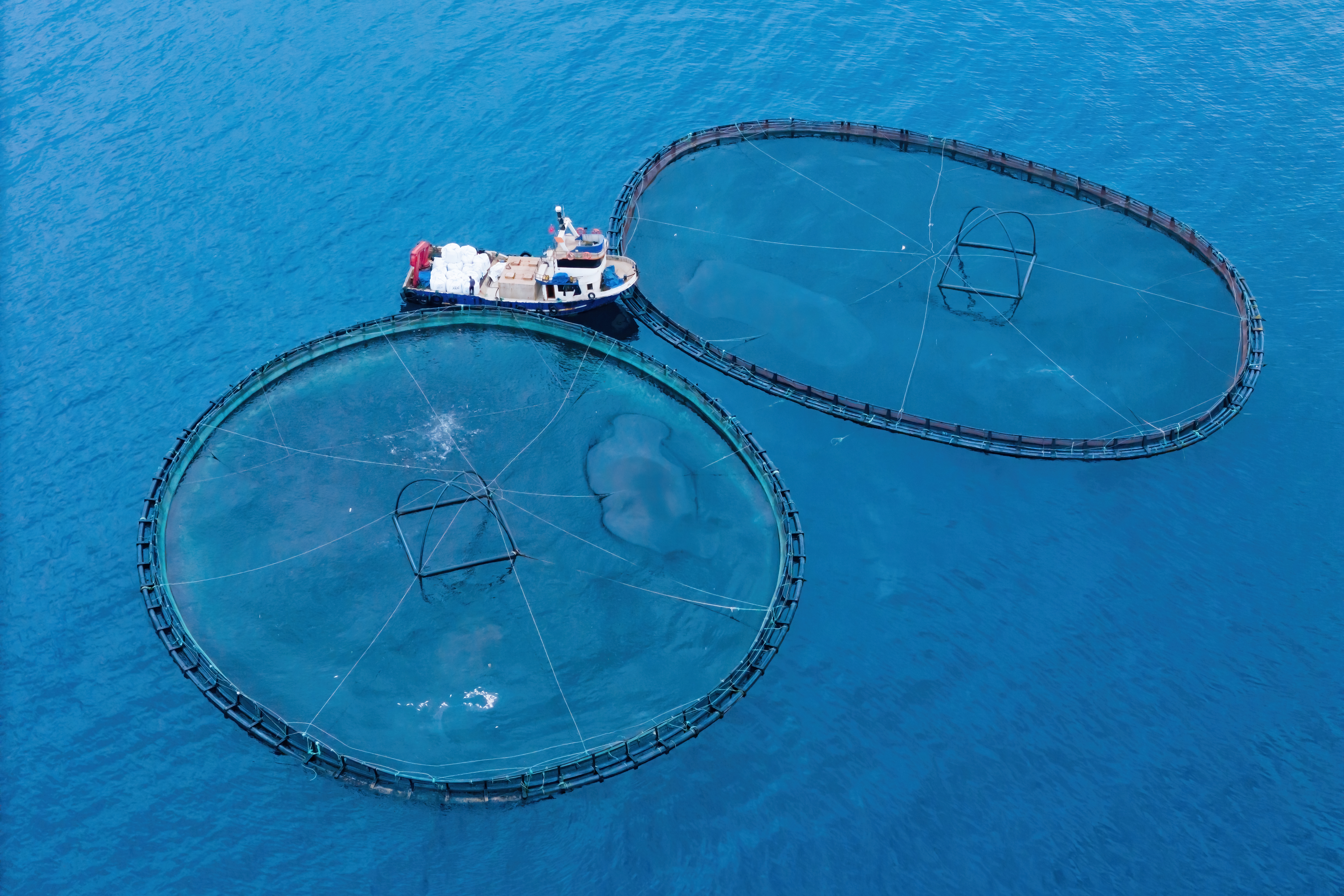 Offshore aquaculture farm with multiple circular fish cages in open water supporting innovative exposed and semi-closed farming systems