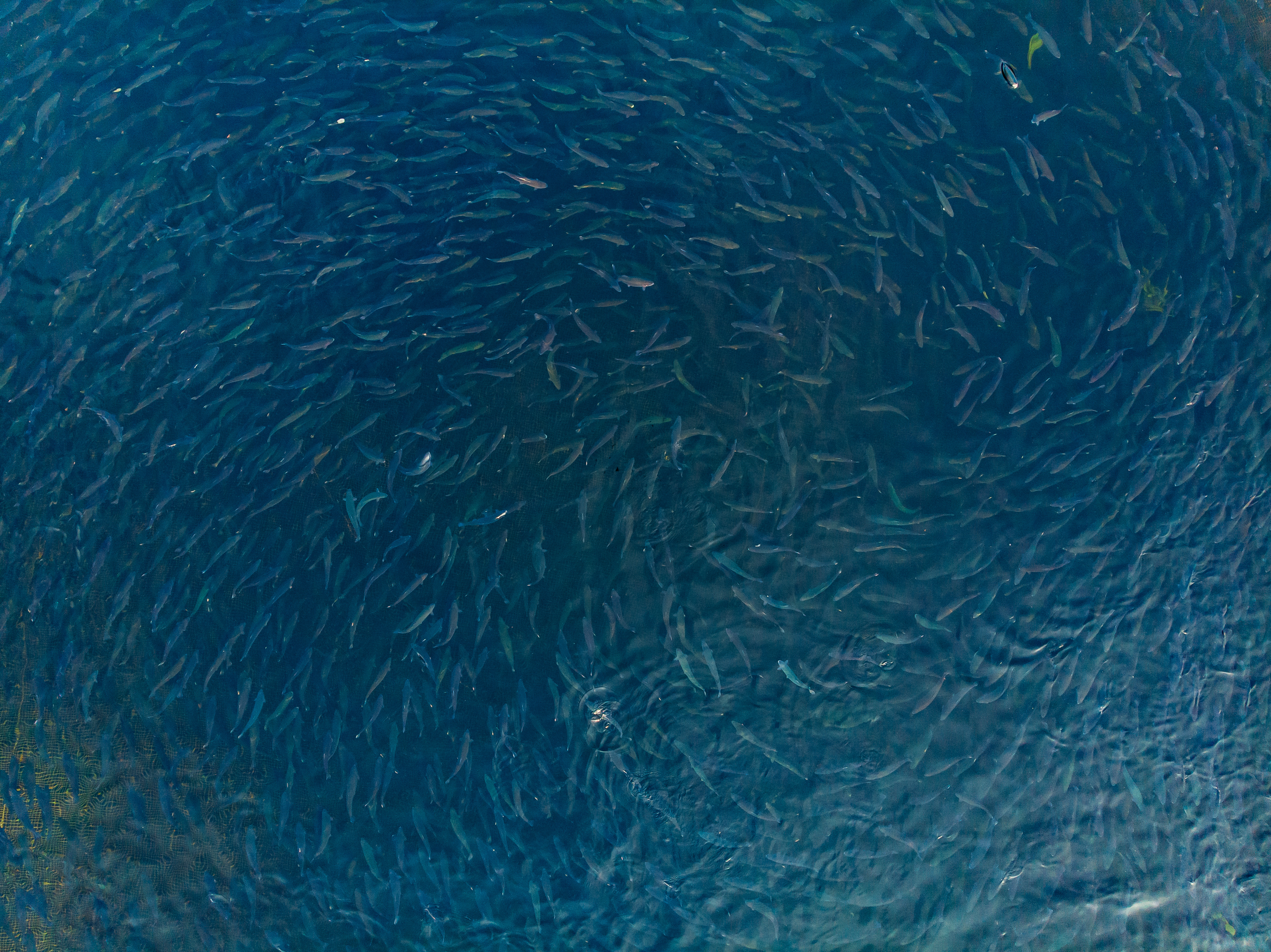 Underwater view of a fish school illustrating biodiversity and ecosystem monitoring