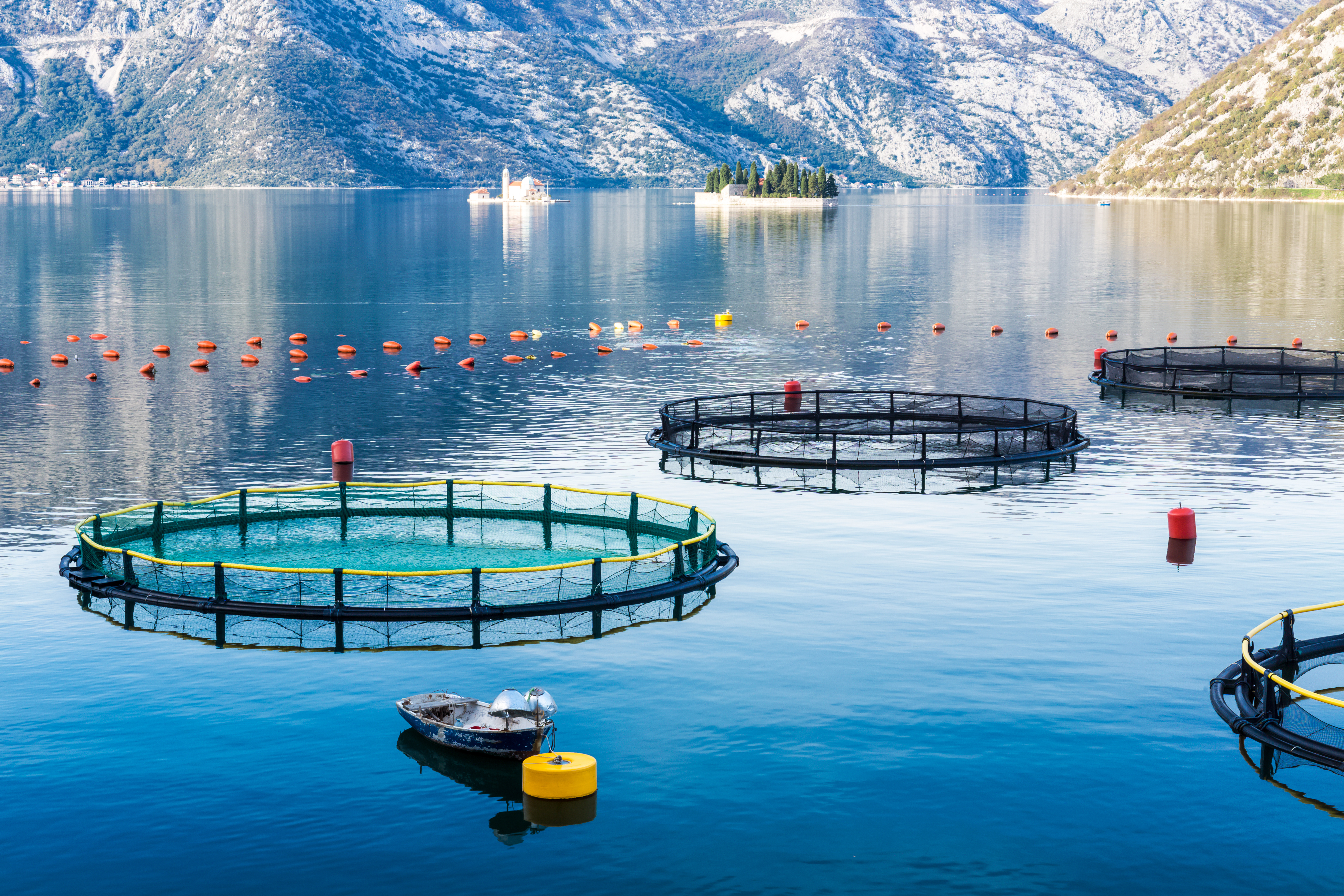 Sea-based aquaculture pens in a cold-water fjord, used for biosecurity monitoring and sea lice management operations