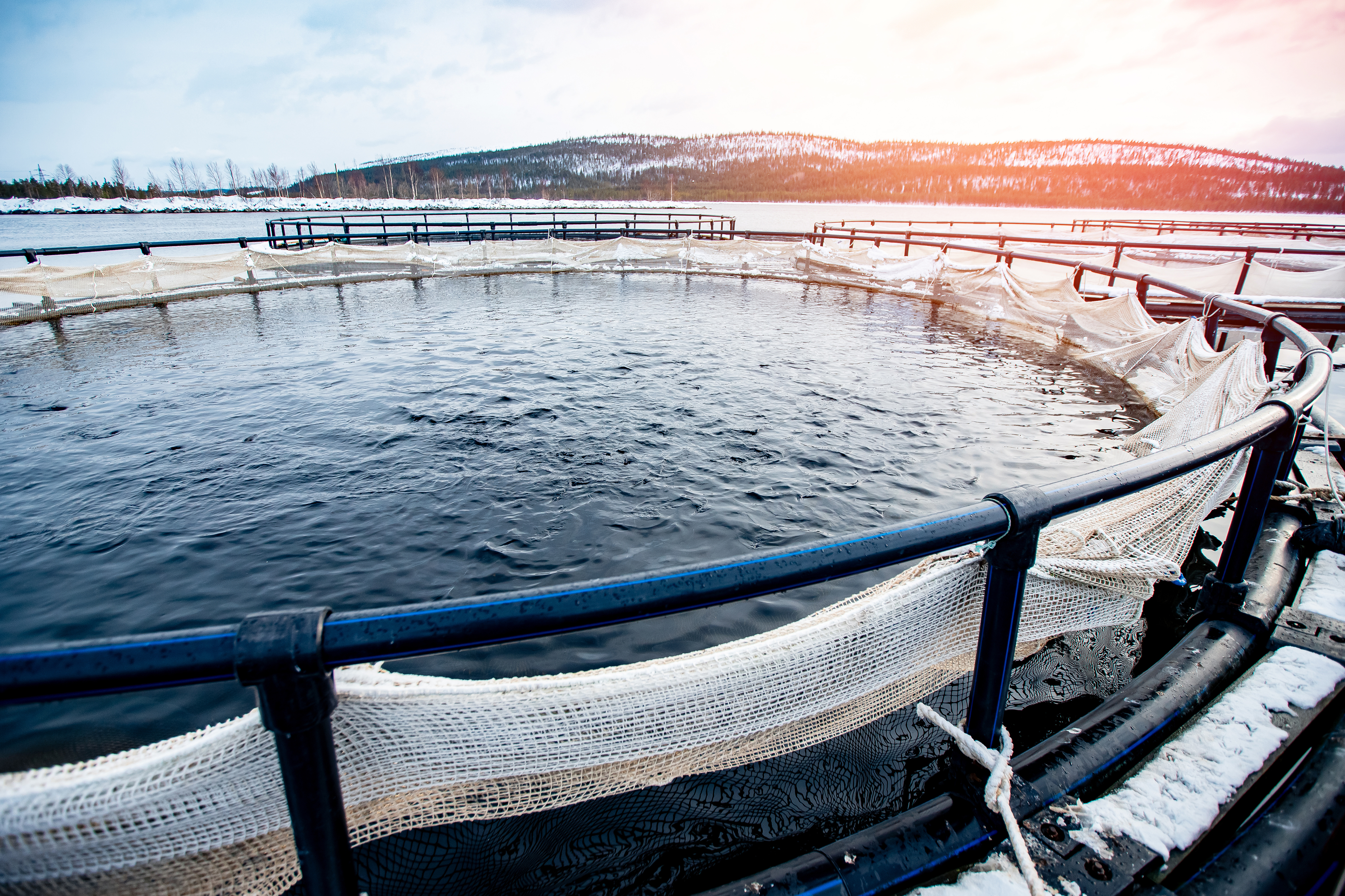 Winter aquaculture fish pen with circular cage infrastructure under operational testing