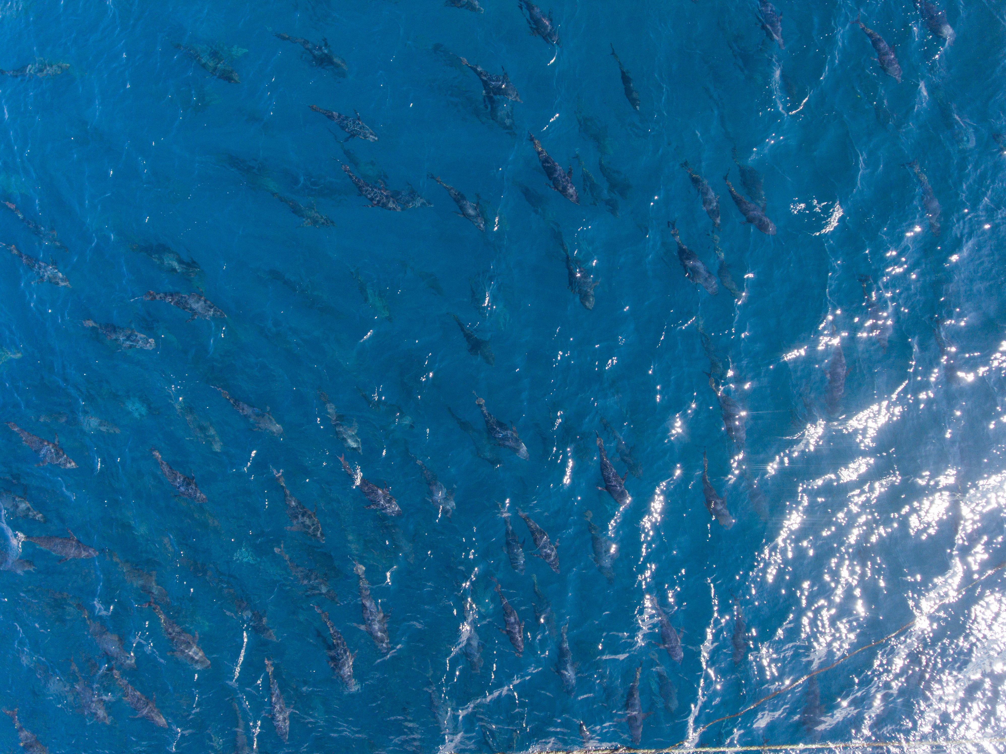 Underwater view of fish schooling inside an aquaculture enclosure, illustrating testing of semi-closed and innovative farming systems