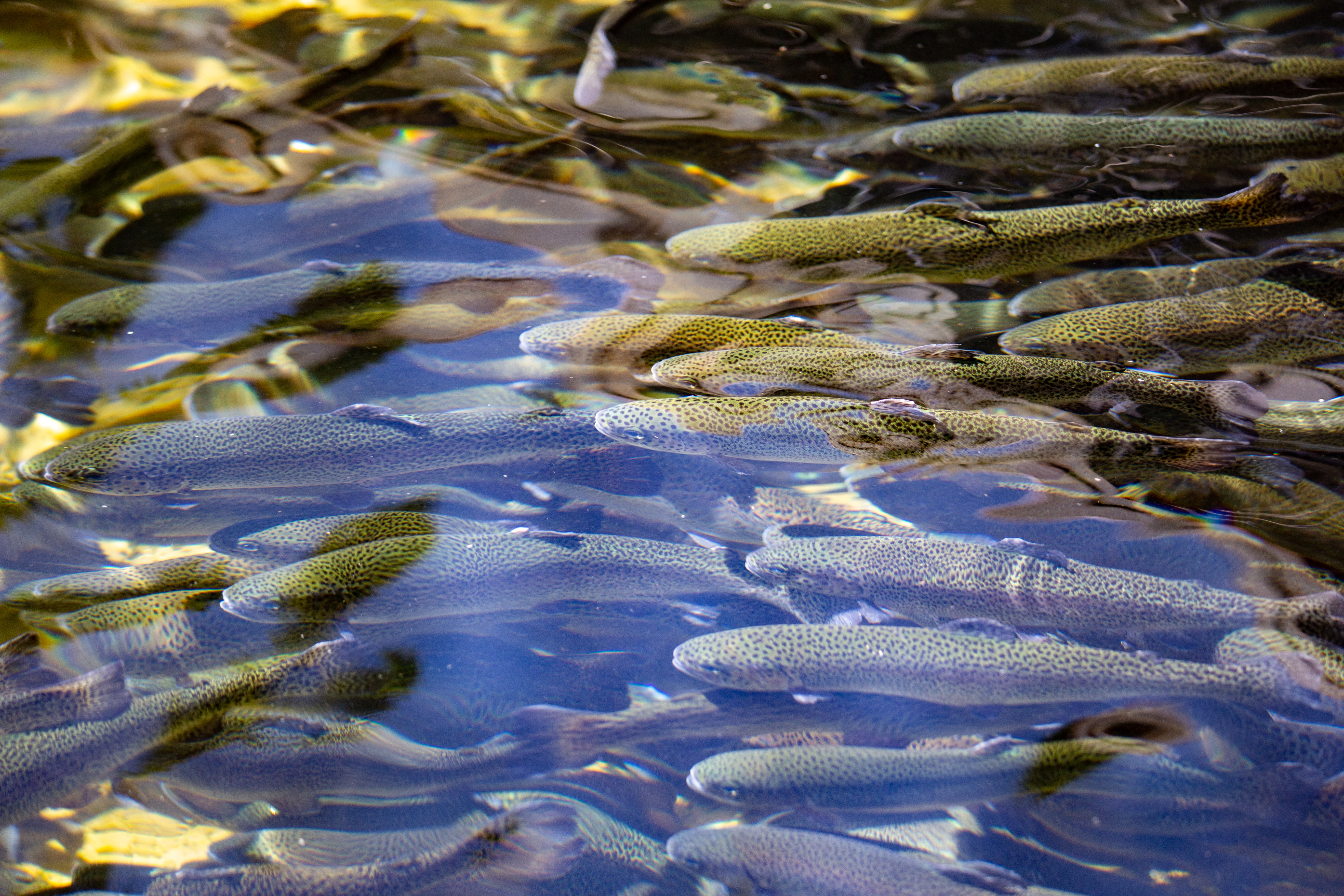 School of fish swimming underwater in a controlled aquaculture environment, illustrating fish health monitoring and welfare management