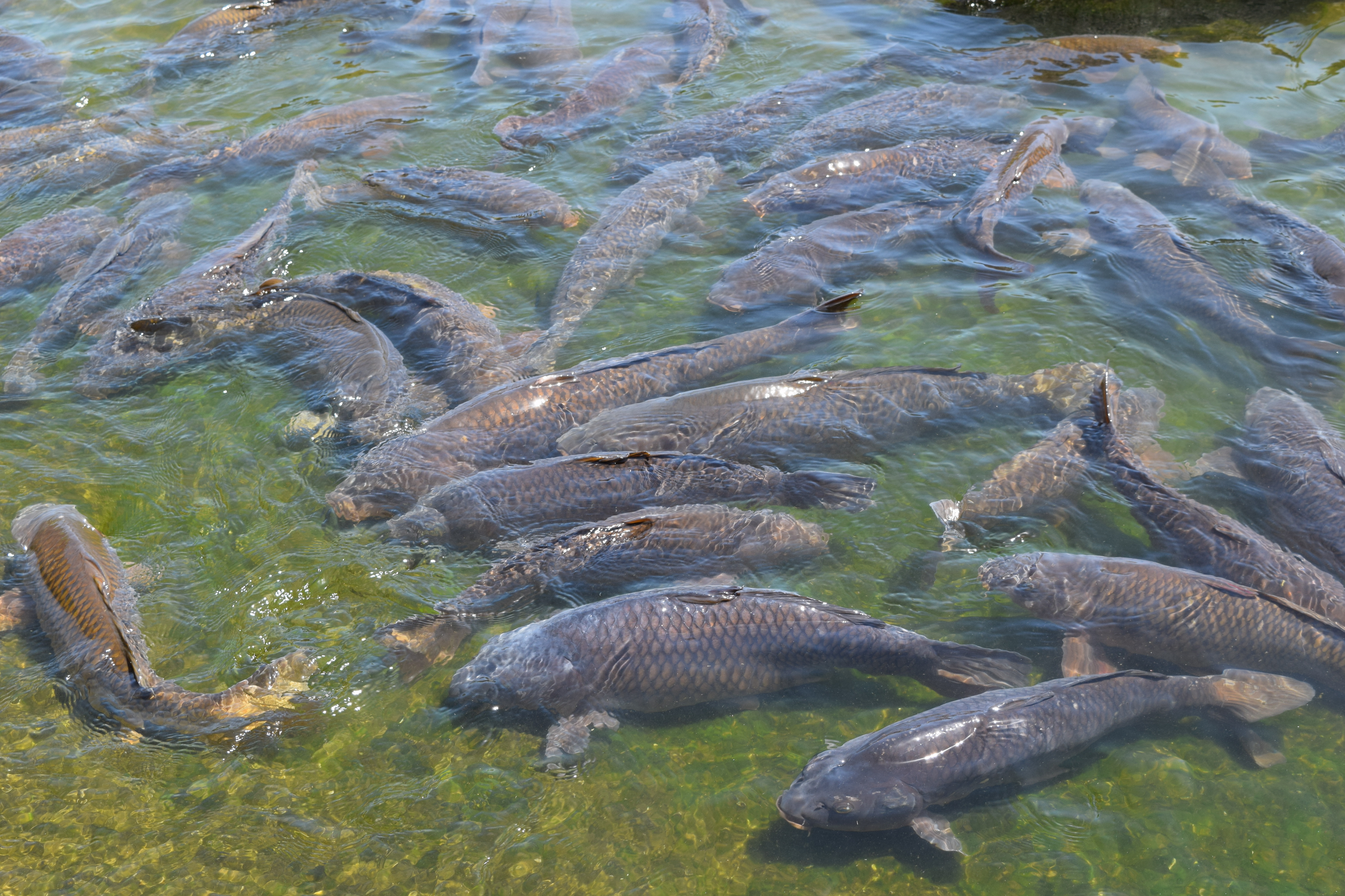 Fish shoal inside next-generation aquaculture enclosure used for technology qualification