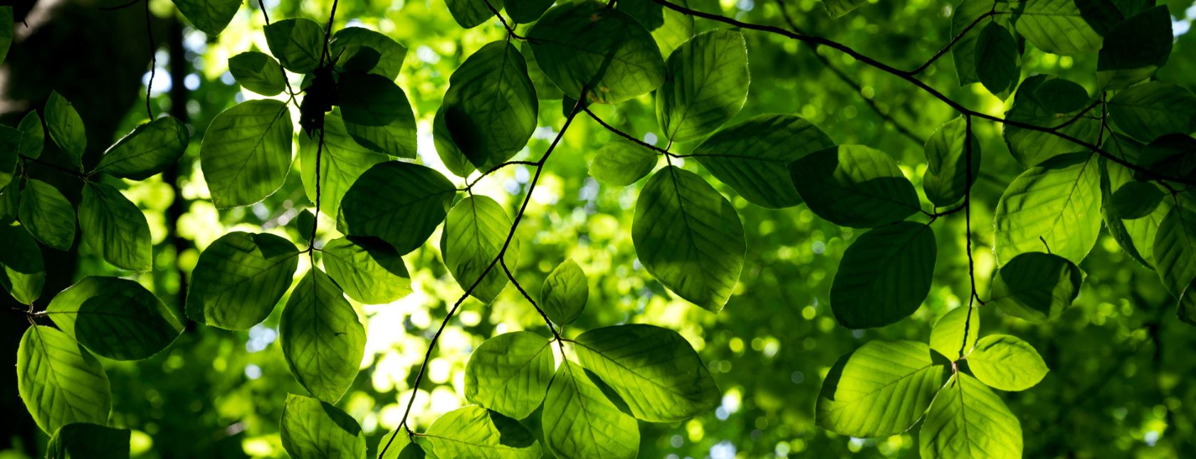 ISO 14001:2015-krav e-læringskurs