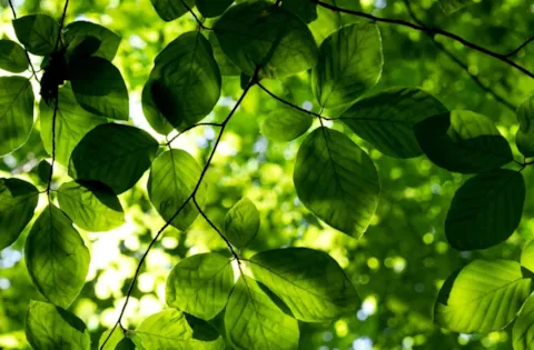 ISO 14001:2015-krav e-læringskurs