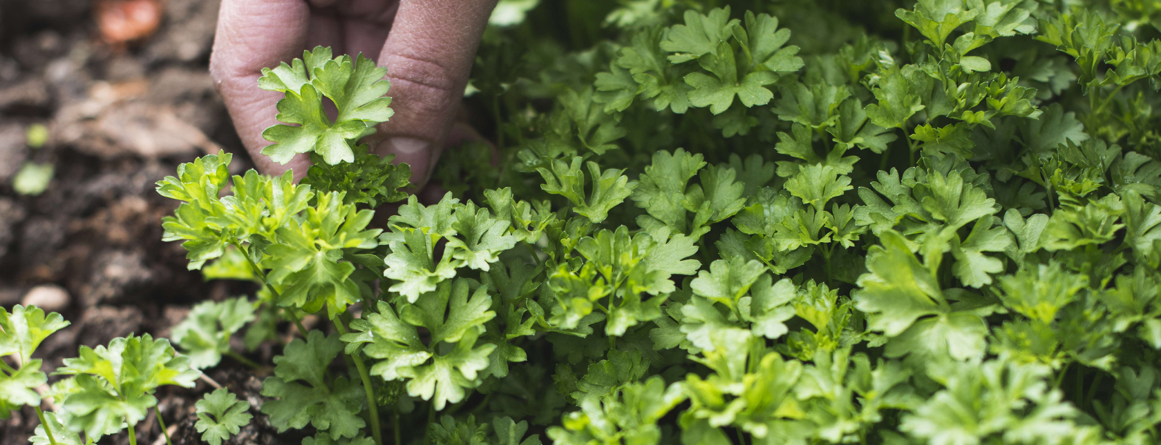 Se den internasjonale listen for IUCN "red list" her