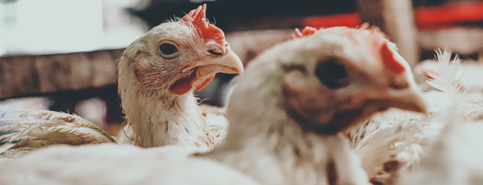 GLOBAL G.A.P. (CFM) | Sertifisering for dyrefôr