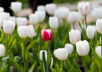 Mangfold og inkludering. Utnytter bedriftene dette?