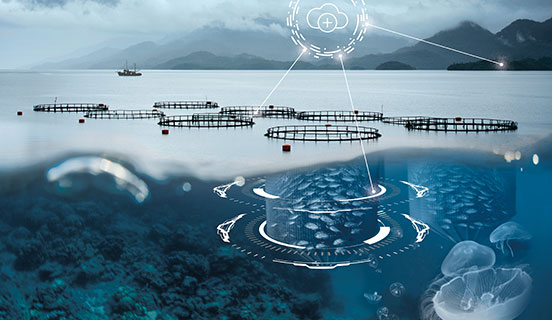 Download Report: Increasing transparency and efficiency in global seafood supply chains