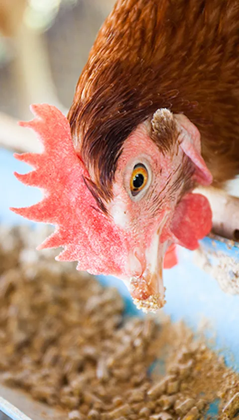 Animal Feed & Ingredients - FSSC 22000