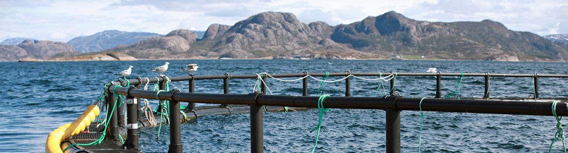 Seagulls on rail of fish farm