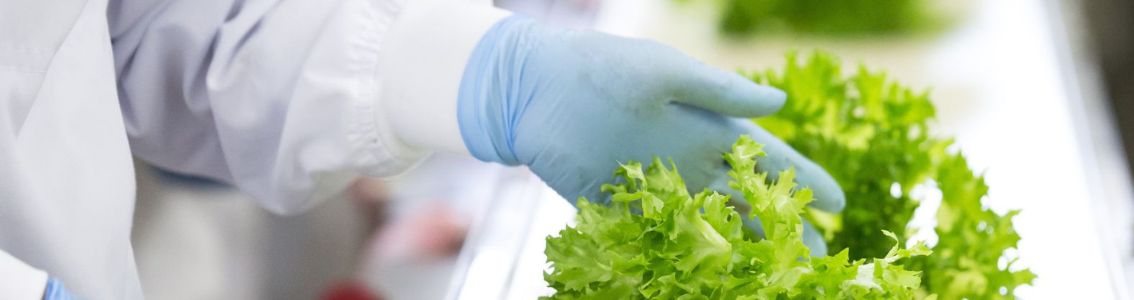 hender som vasker salat