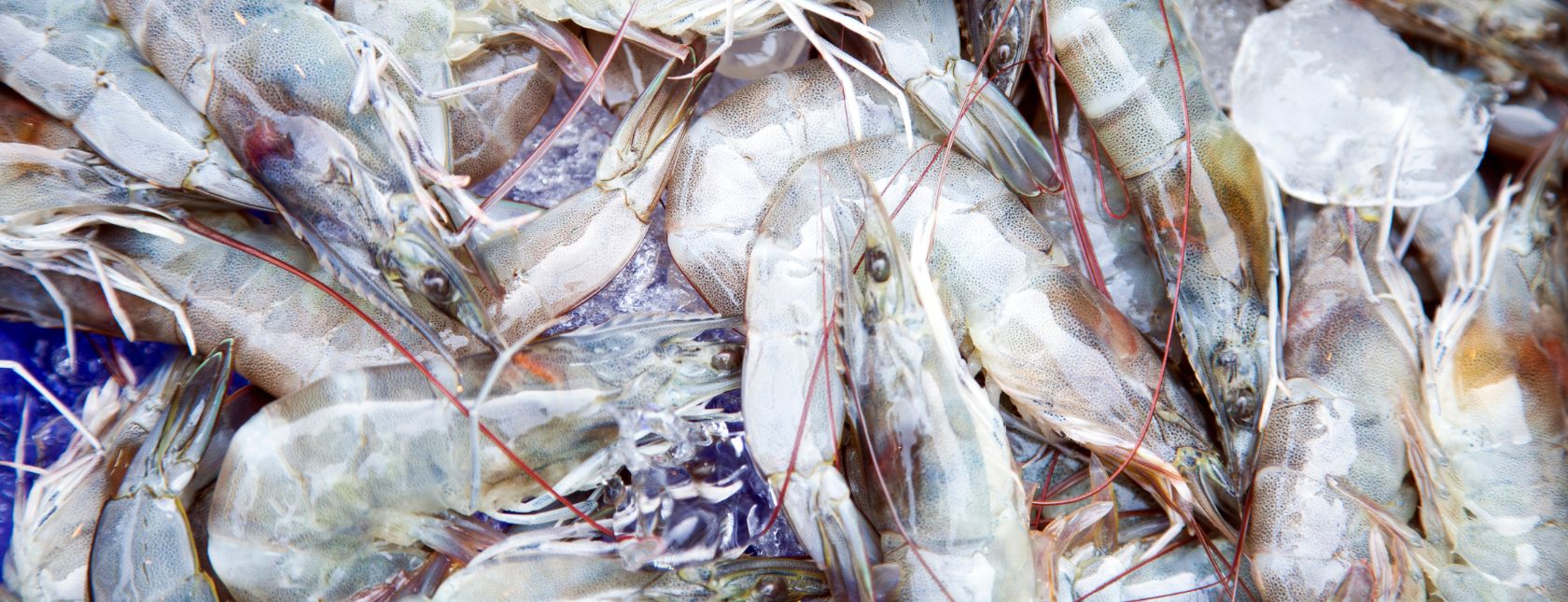 Reker sjømat