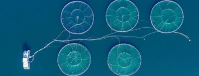 MSC og ASC Chain of Custody sertifisering