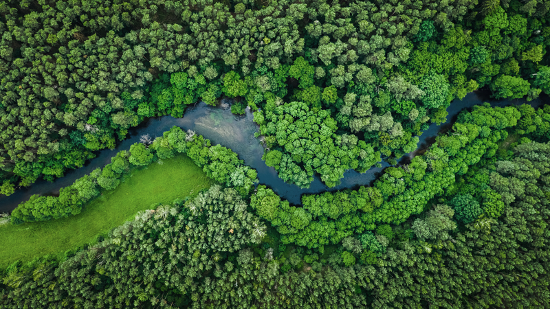 forest overhead