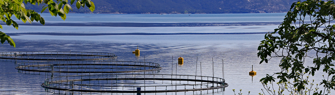 Fish farm on the west coast