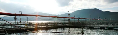 Fish farm