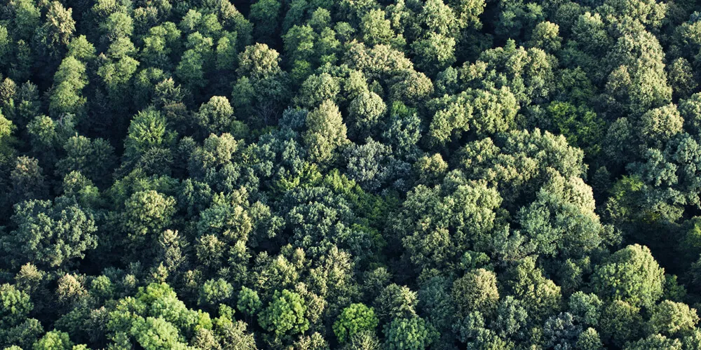 Forest seen from above