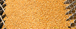 GLOBALG.A.P CFM sertifisering for dyrefôrproduksjon