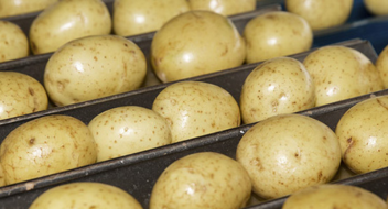 GLOBALG.A.P IFA Planter versjon 6