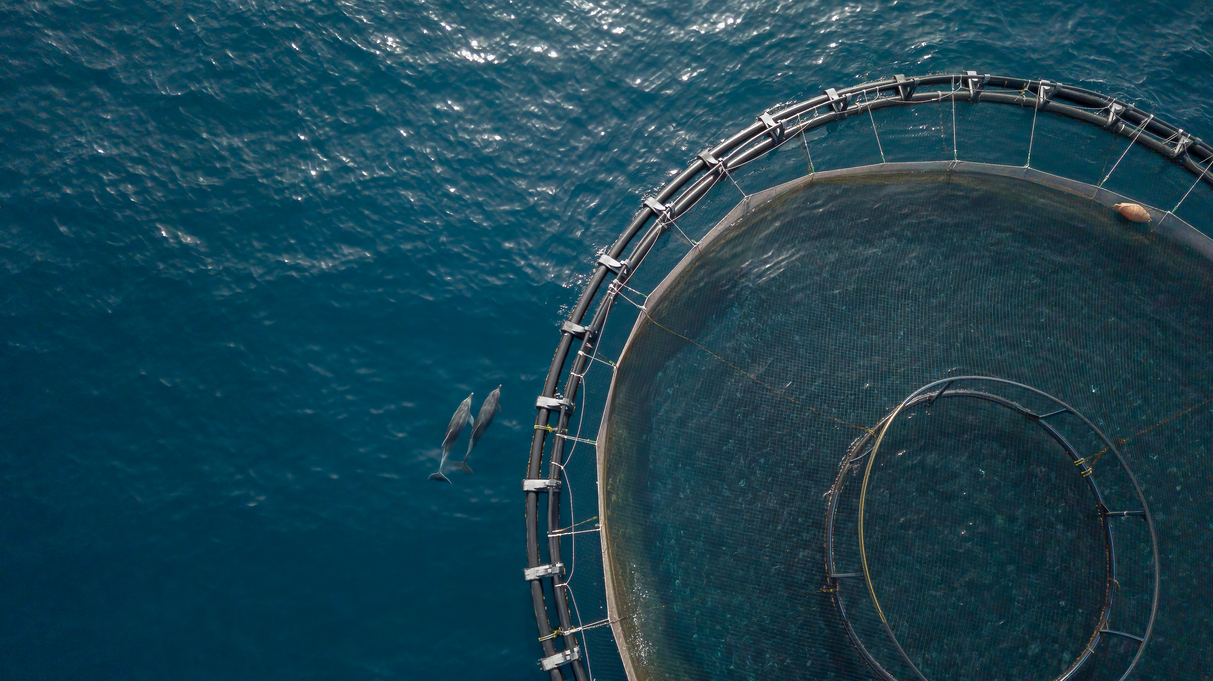 Biosecurity & sea lice management services