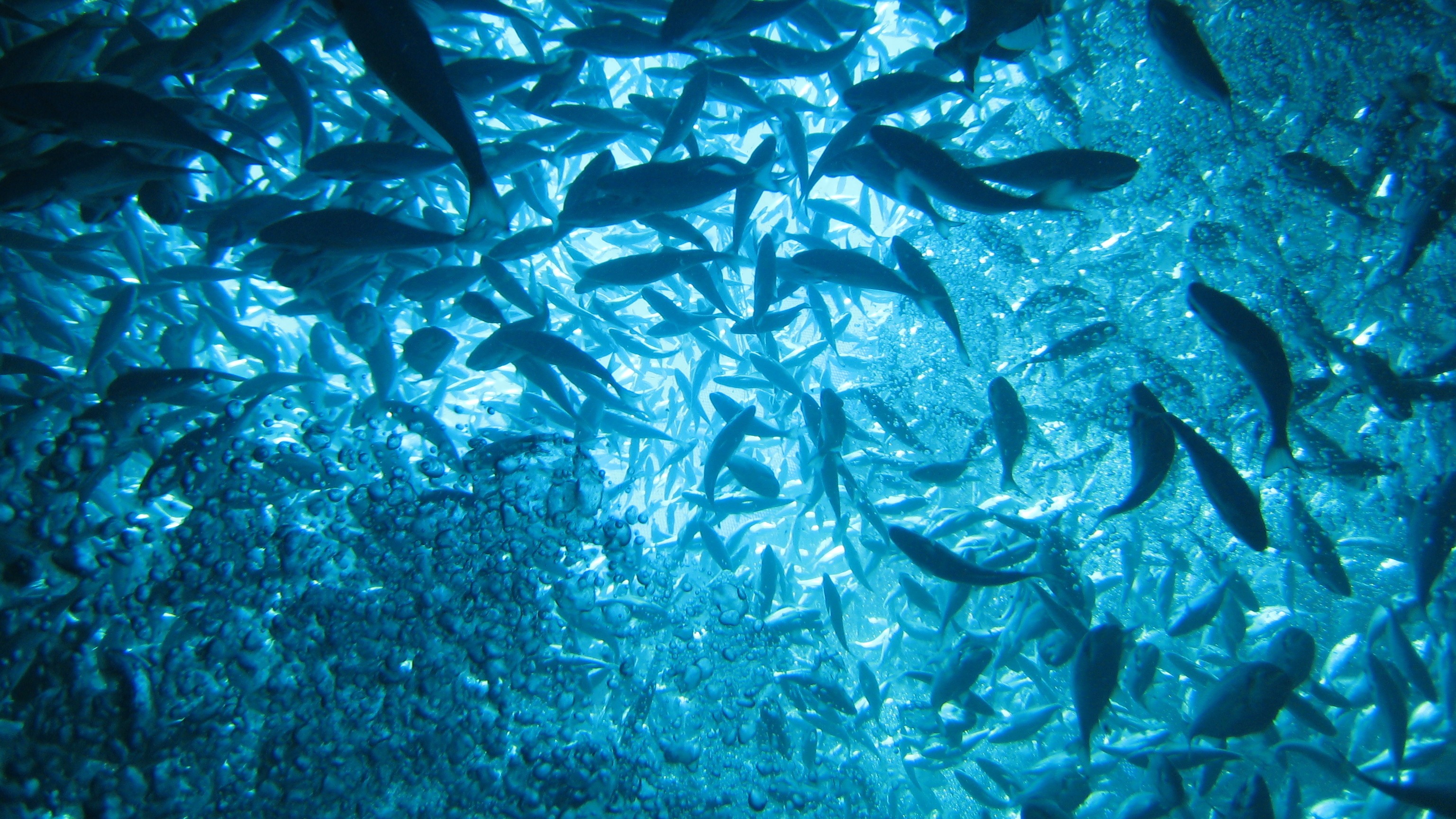 Underwater view of fish swimming in a healthy aquaculture environment, symbolizing proactive fish health and welfare management