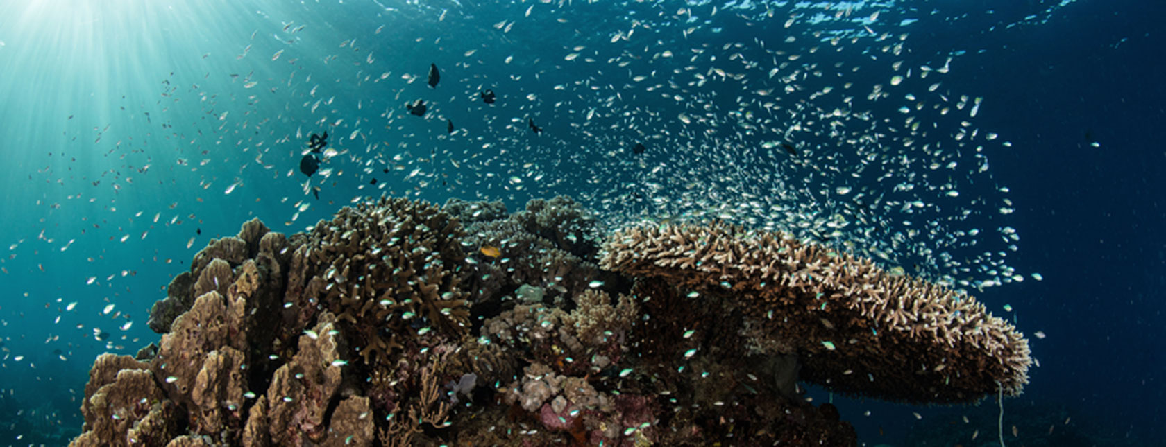 DNV assumes full ownership of Ocean Ecology following Åkerblå acquisition