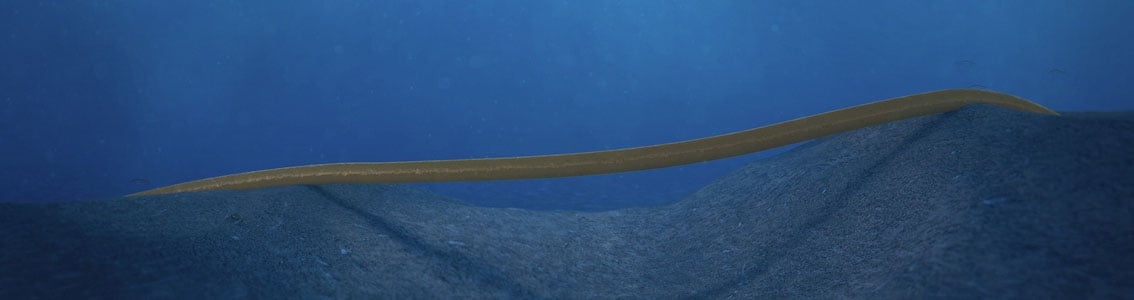 Pipeline free span