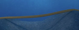 Digital free span assessment