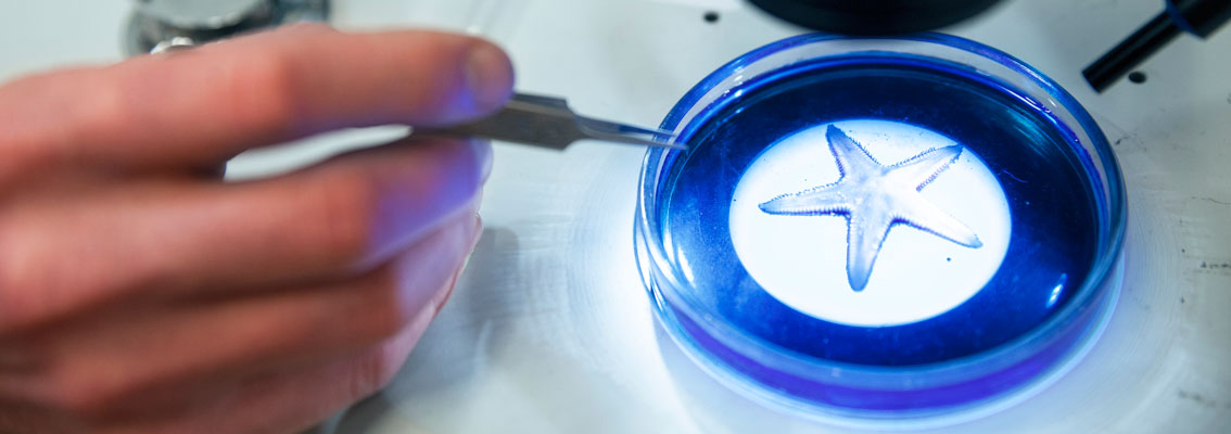 Close up of a sea star under a microsope