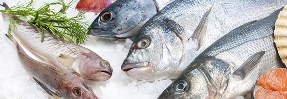 Services for the seafood industry