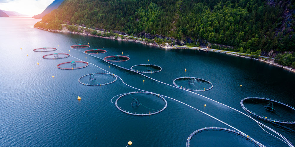 Sjømat og mattrygghet