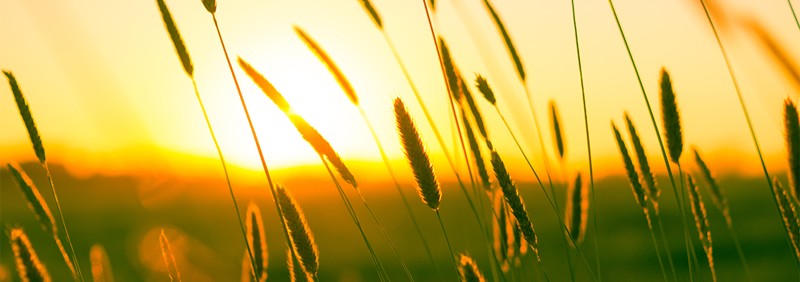 Illustration of crop field in low sunlight