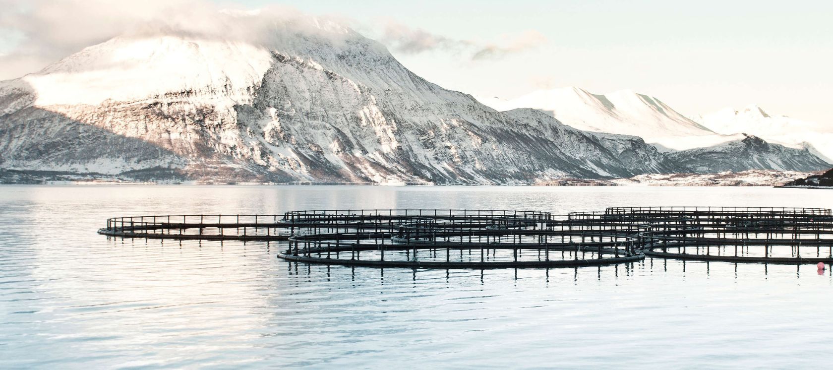 Akvakultur & sjømat