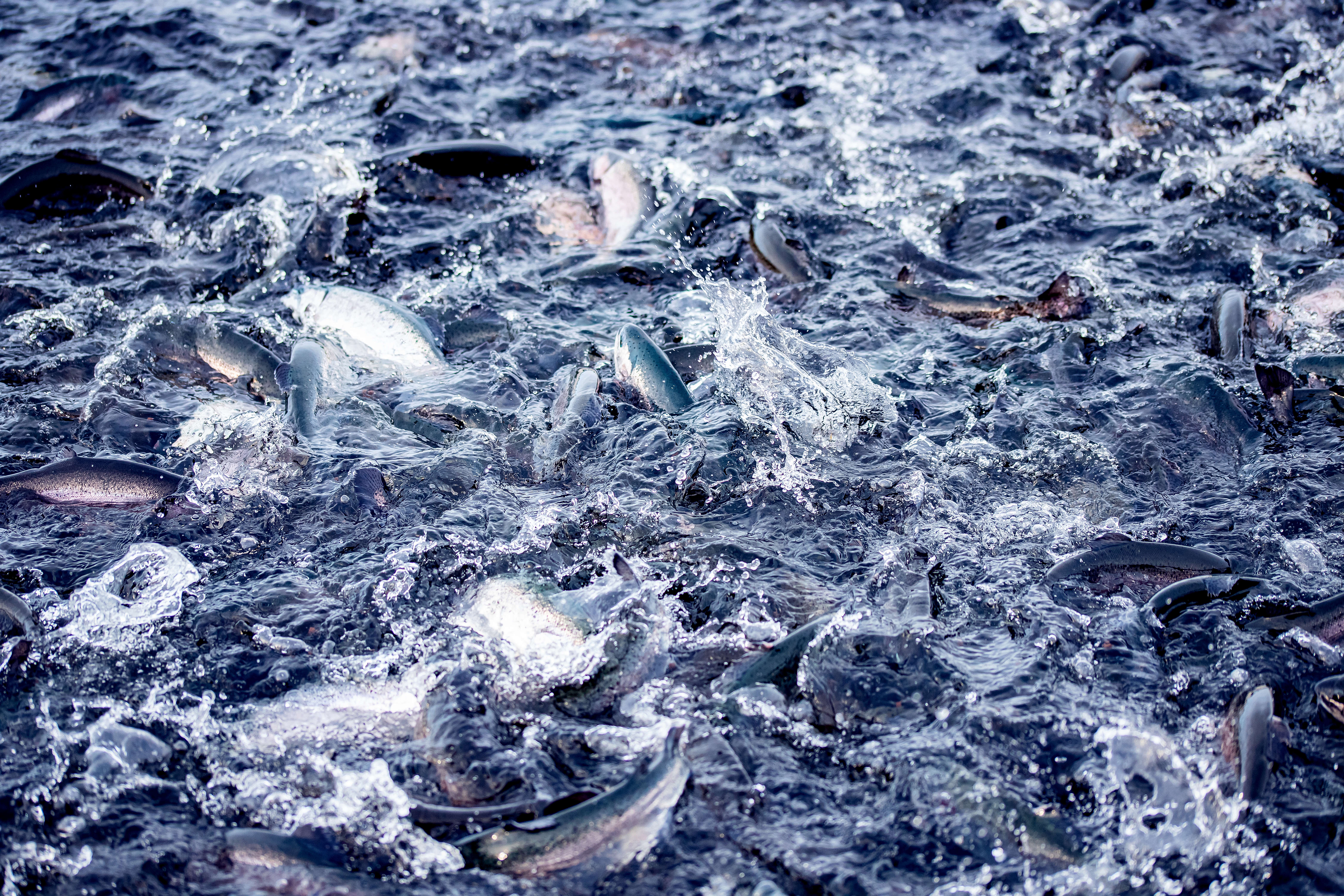 Gå til nettsiden for ASC fôr-standard